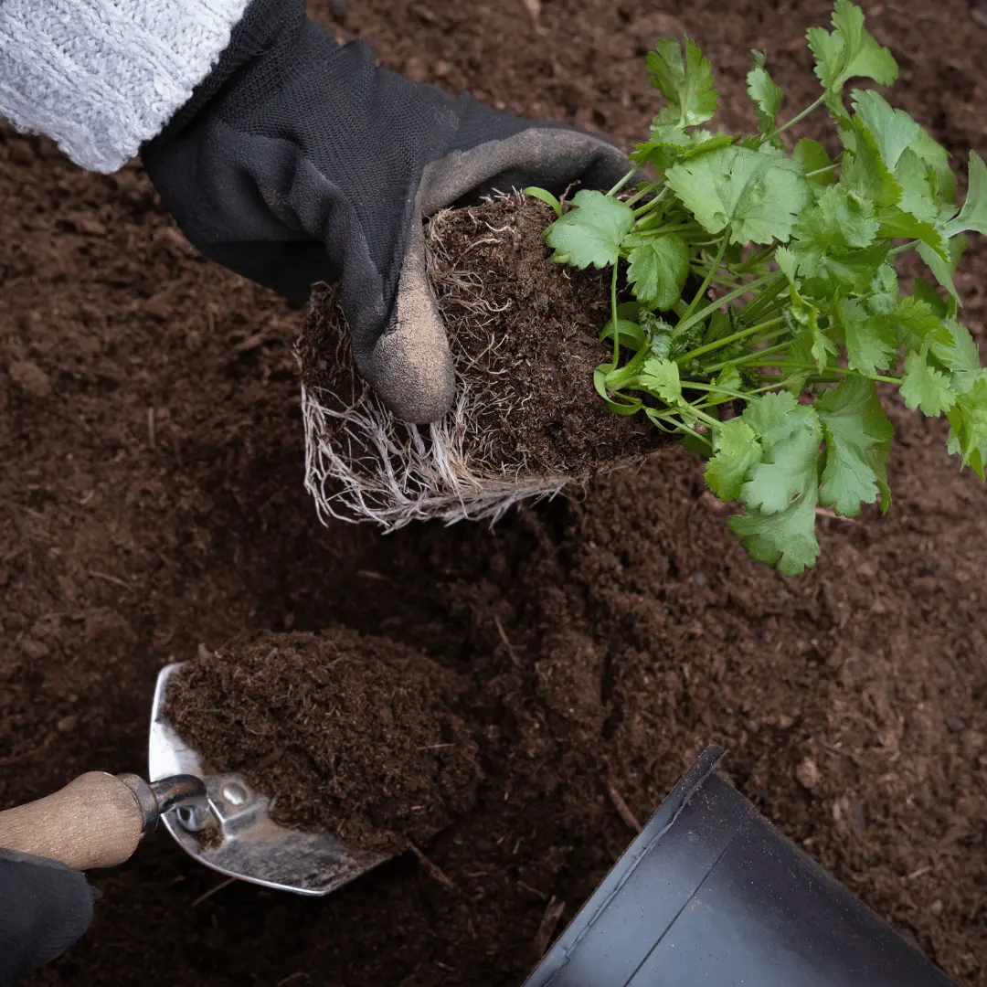 Harden Off for Transplanting