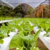 Hydroponics in Pakistan The Road Ahead