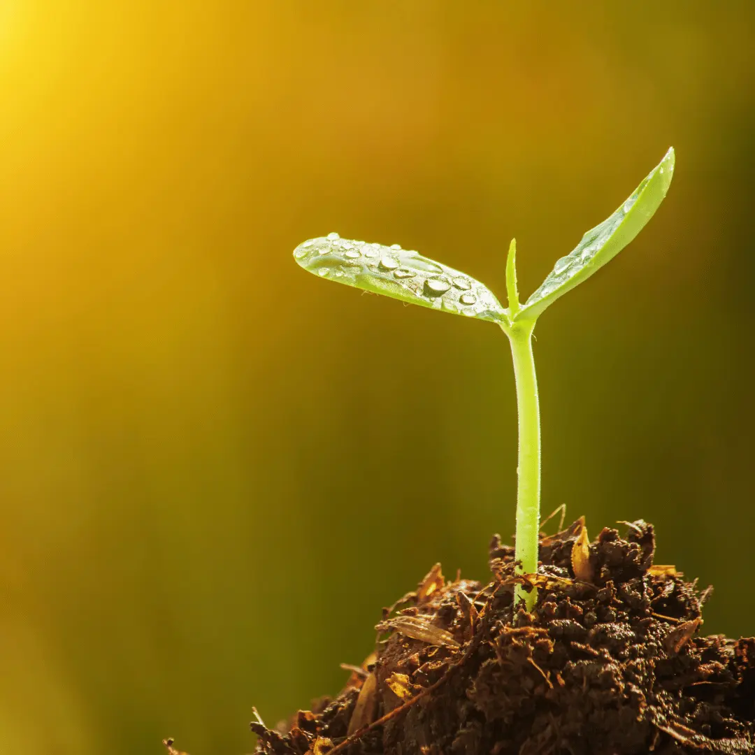 Optimize Light and Temperature