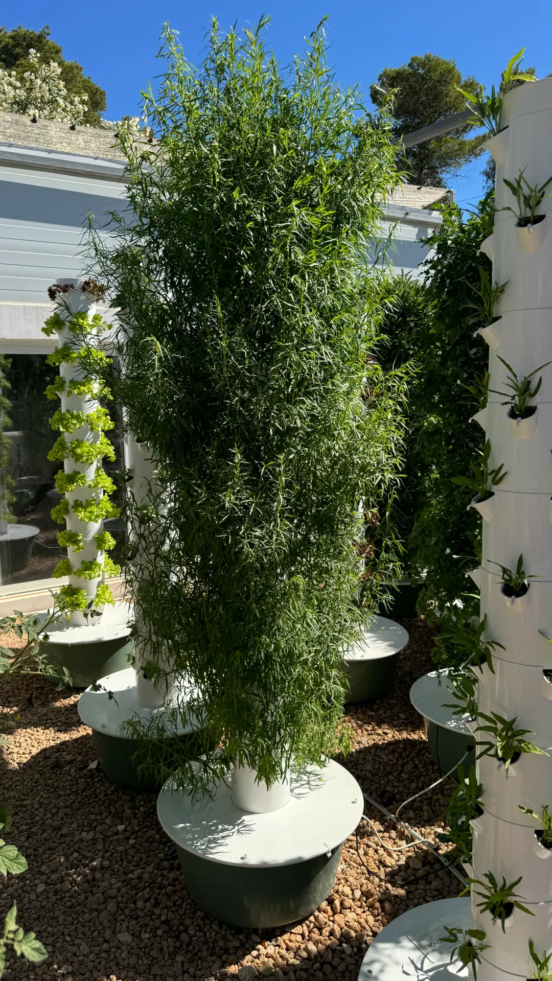Tarragon aeroponic farming