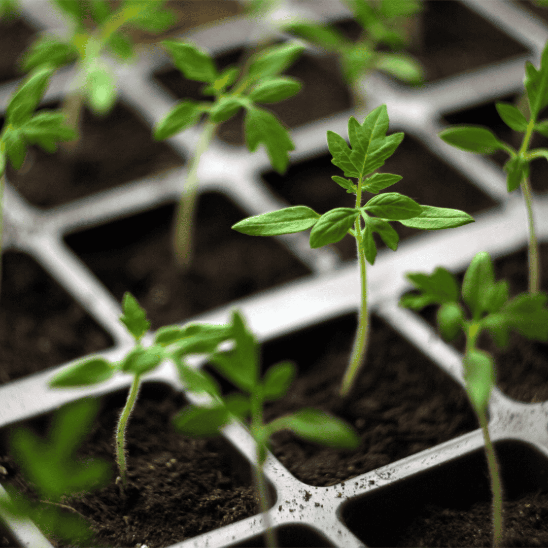 Thin and Monitor Growth