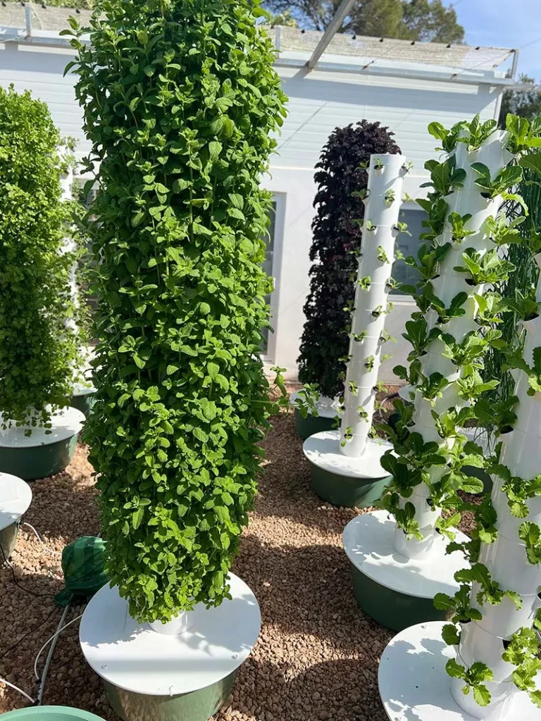 aeroponic-garden-mint-in-pakistan