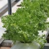 kale hydroponic