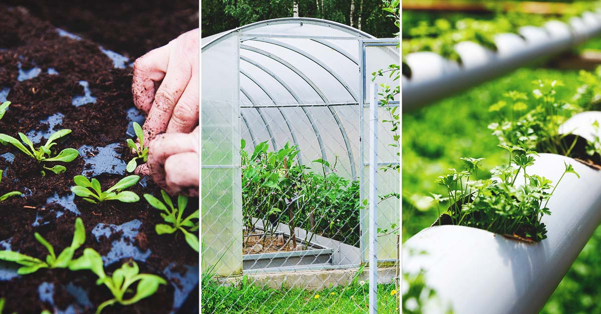 Greenhouse Management 101 Daily, Weekly, and Seasonal Checklist for Commercial Success