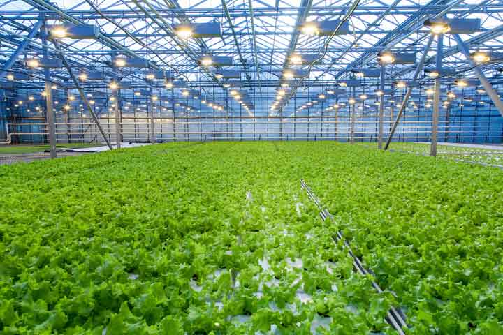 Management Practices in Commercial Greenhouses