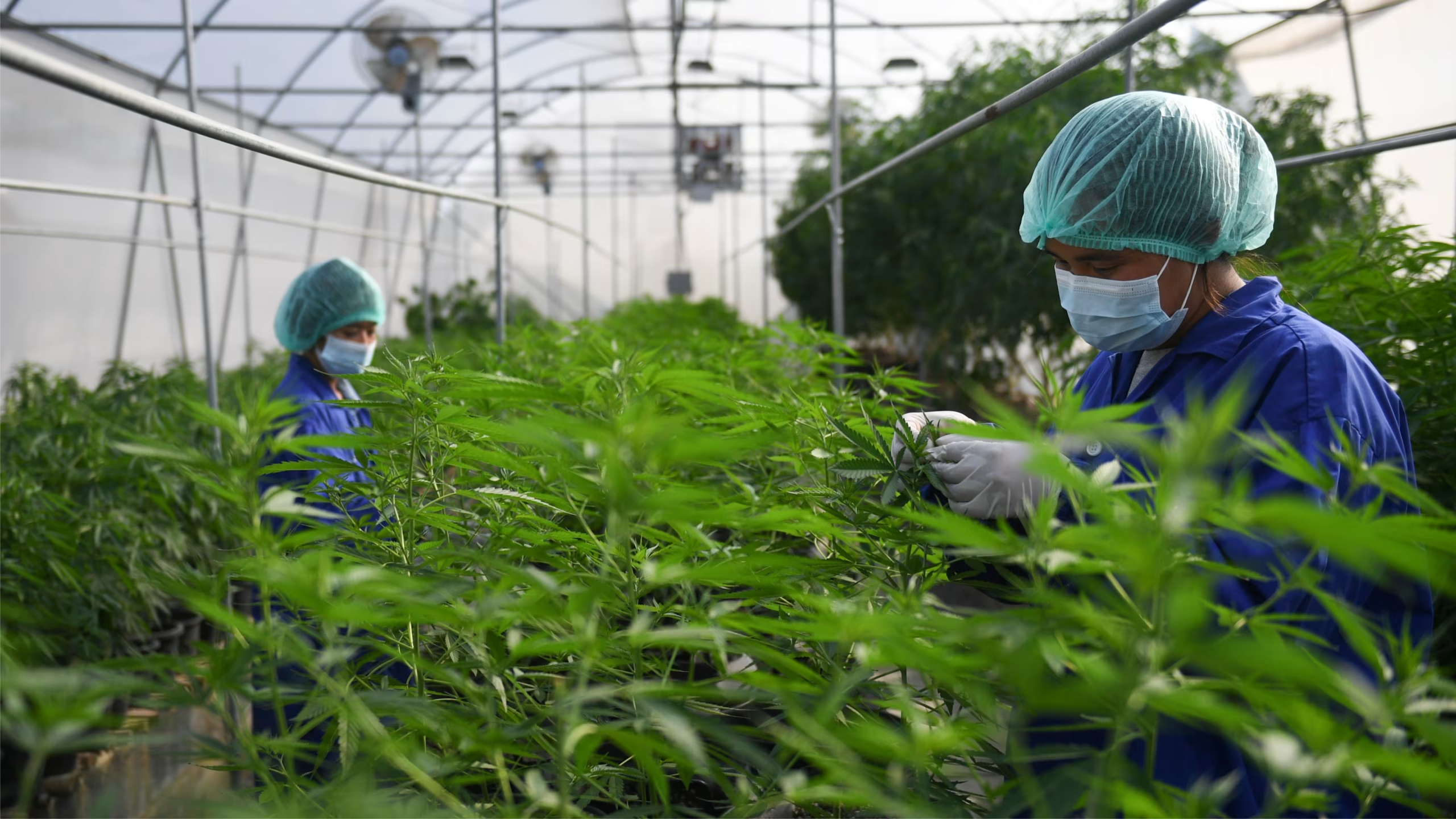 Greenhouse Technology in Pakistan: Tools for Success