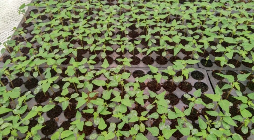 Advantages of a Large-Scale Seedling Nursery