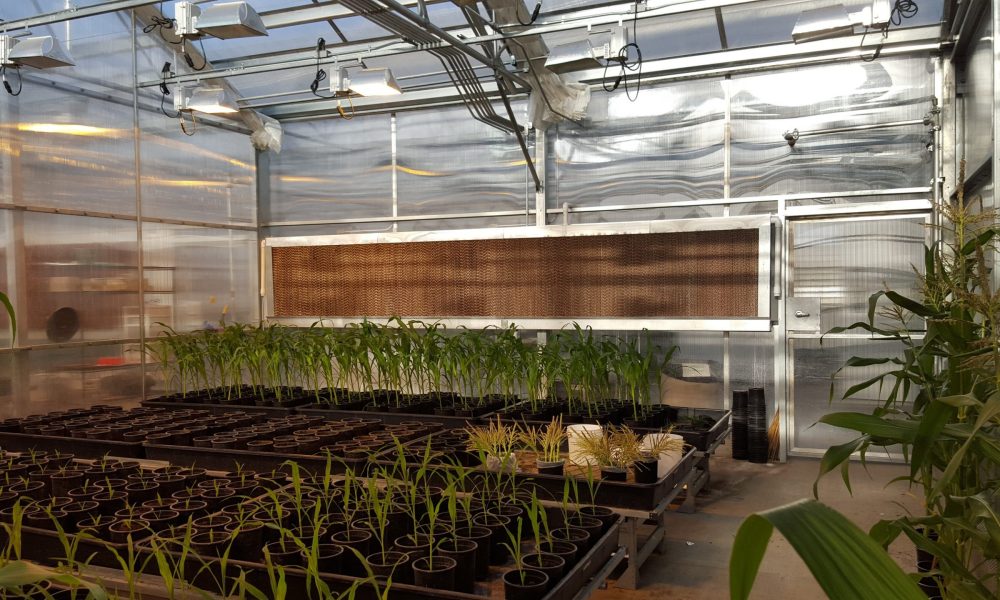 Cooling Pads in Greenhouses for Temperature Contro