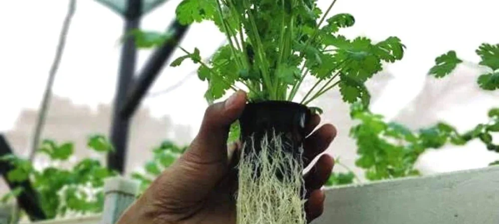 Corinder hydroponic system