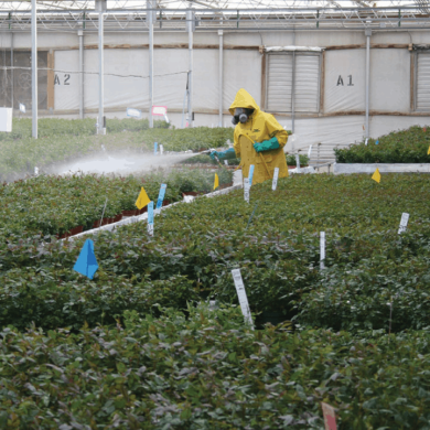 Daily Pest and Disease Management Checklist