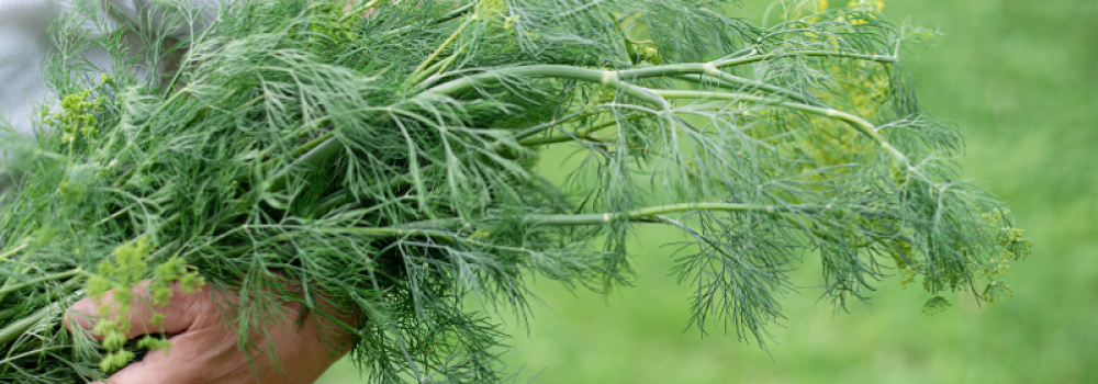 Dill-Harvesting hydroponic