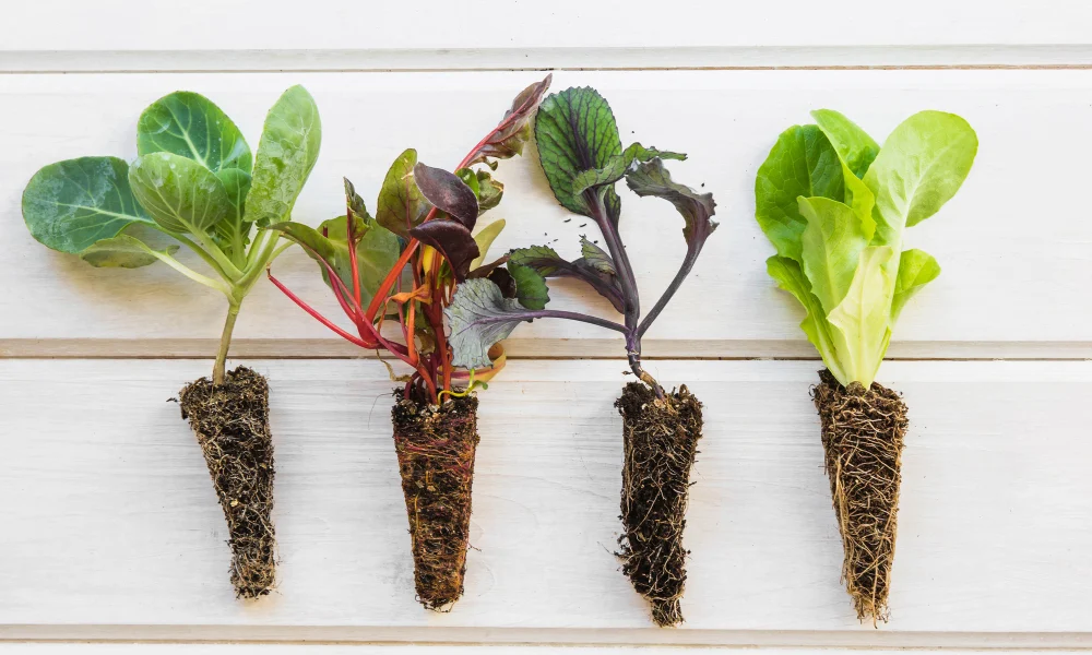 Growing Healthy Vegetable Seedlings