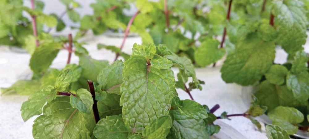 Hydroponic-Mint