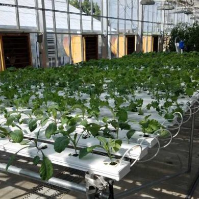baby leaf-size kale plants