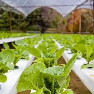 Hydroponics in Pakistan The Road Ahead