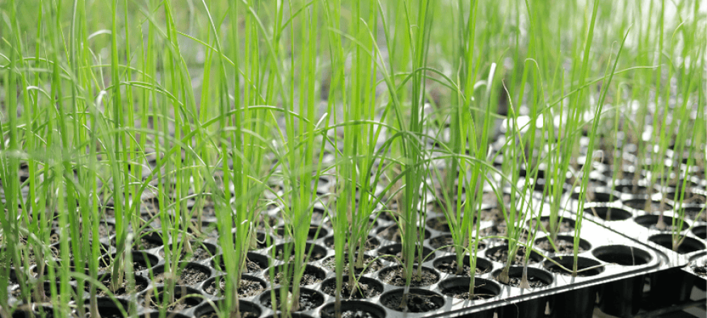 Market Your Seedling Nursery