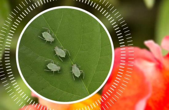 Pest Control Options for Commercial Use