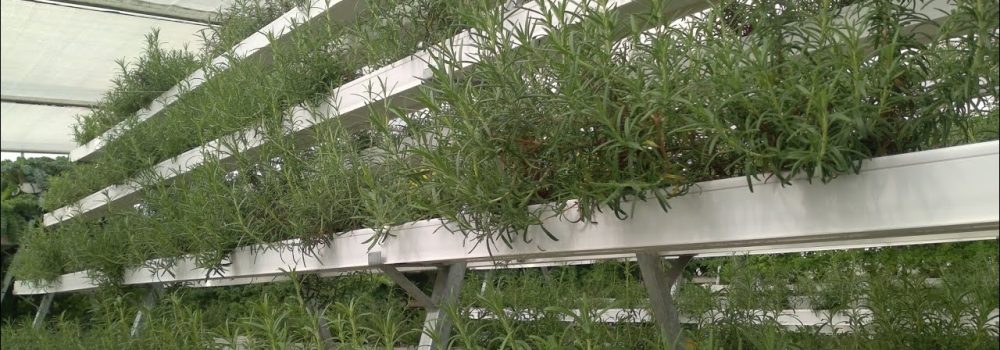 Rosemary (Rosmarinus officinalis)