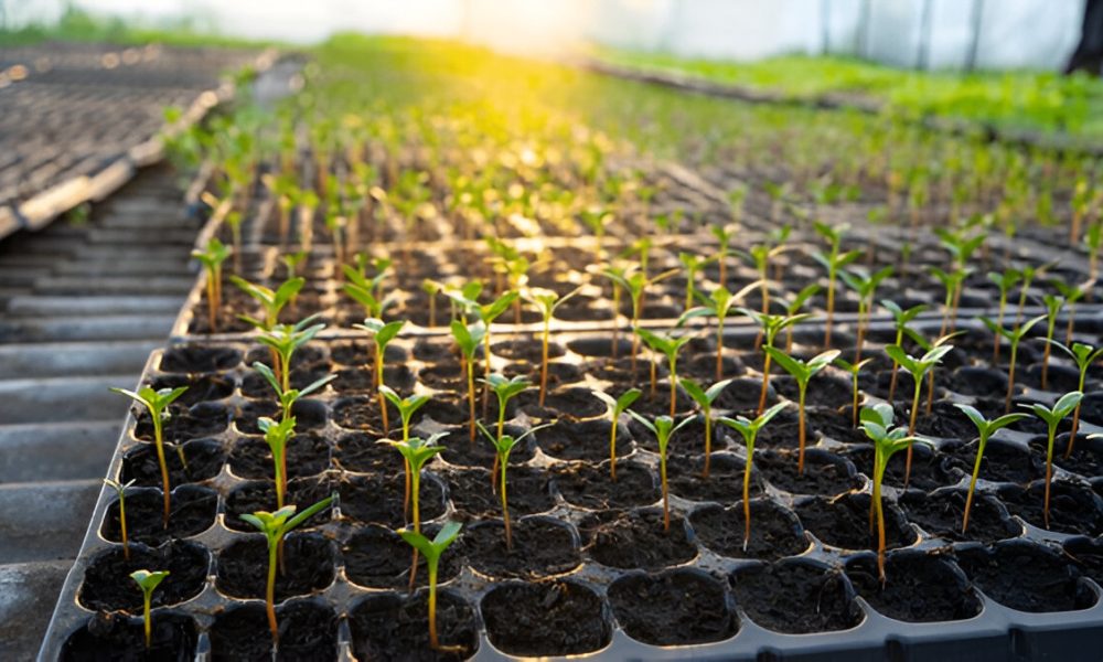 Seedling Nursery Setup Tools, Trays, and Tunnel Requirements for Large-Scale Operations