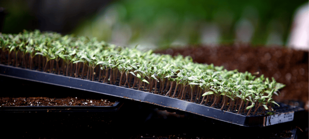 Source Quality Seeds and Inputs