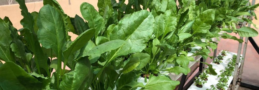 Spinach Hydroponic System