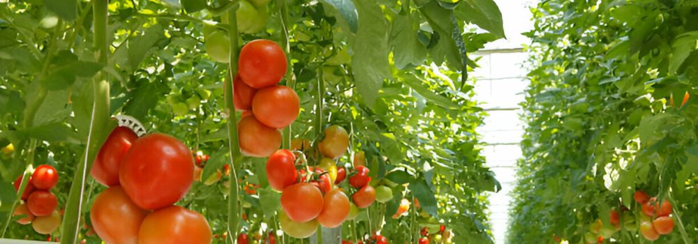 Tomatoes hydroponic
