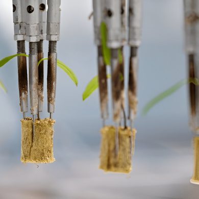 Why Automate Your Seedling Nursery