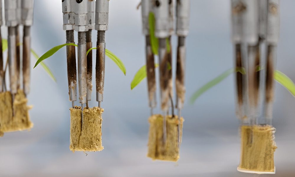Why Automate Your Seedling Nursery