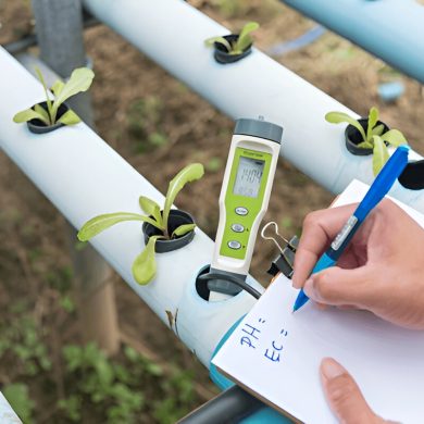 Why Organic Vegetables Taste Better