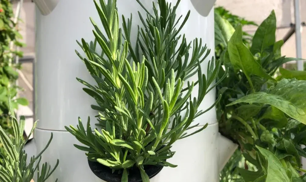aeroponic-farming-rosemary-growing-tower-garden