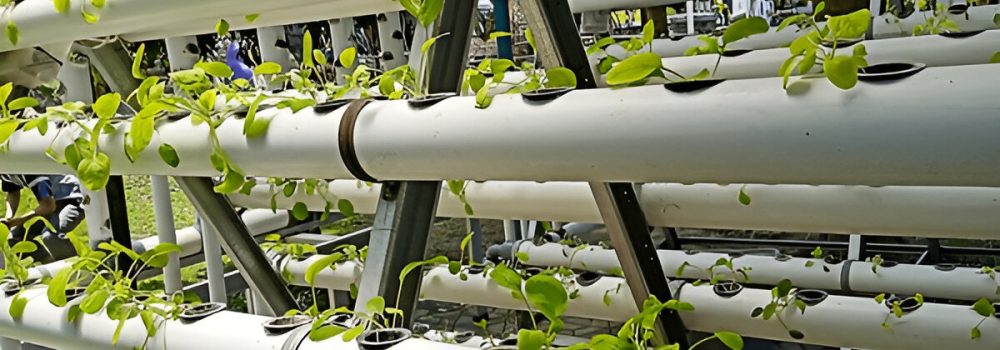 baby mint hydroponic system