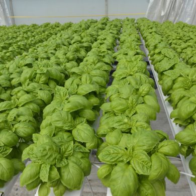 basil hydroponic system