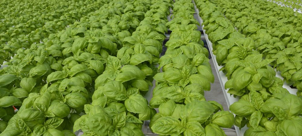 basil hydroponic system