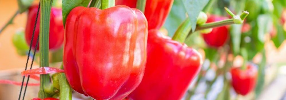 peppers hydroponic