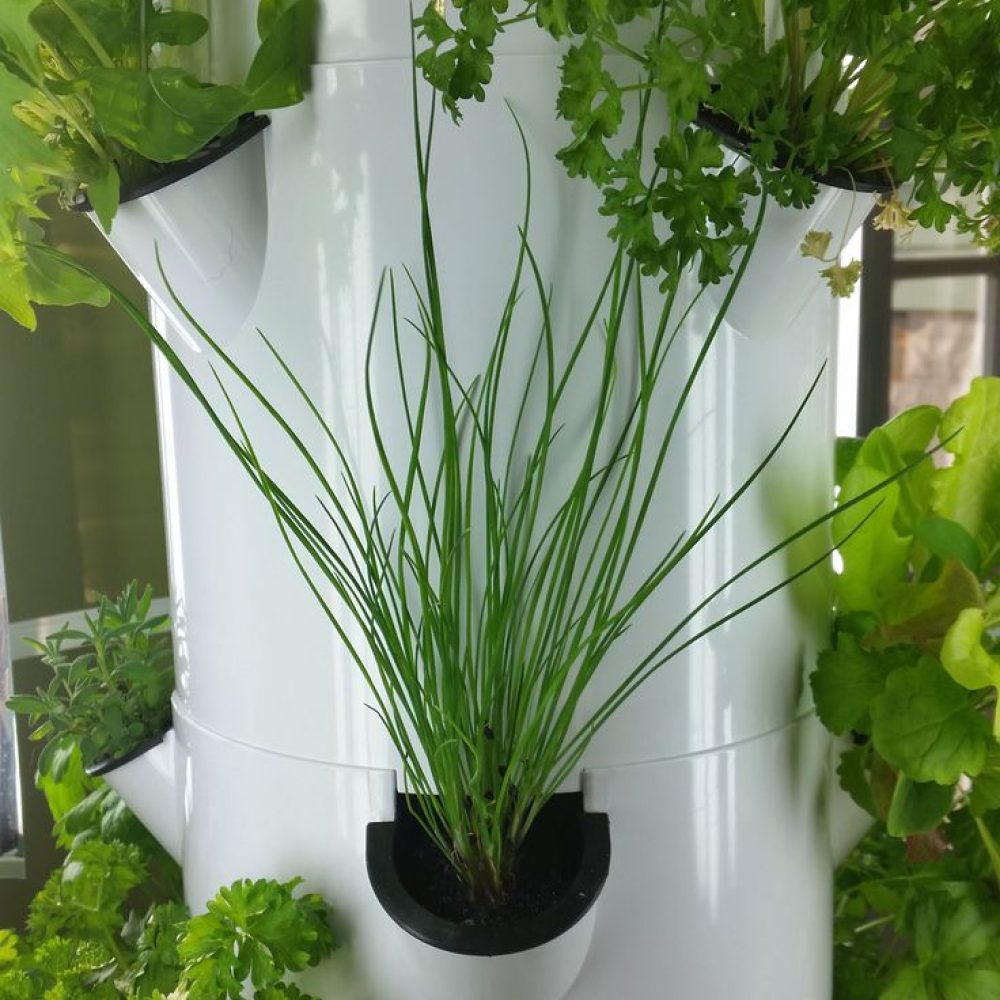 chives growing on aeroponics tower