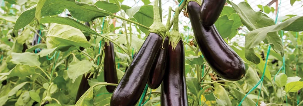 eggplant hydroponic system