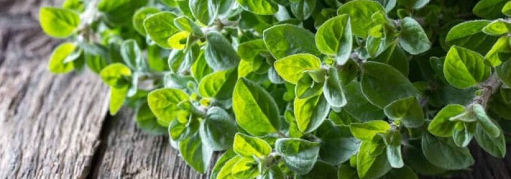 fresh-hydroponic-oregano-hydroponic