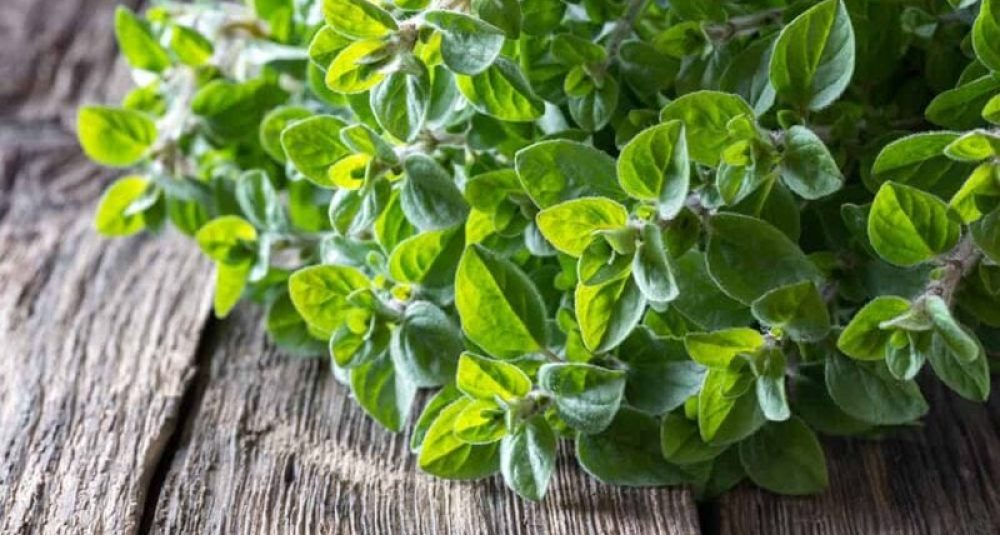 fresh-hydroponic-oregano-hydroponic