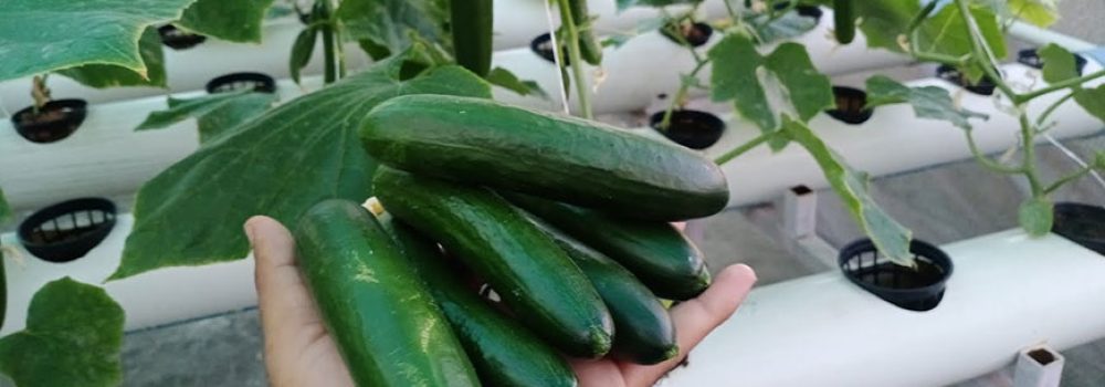 hydroponic-cucumbers