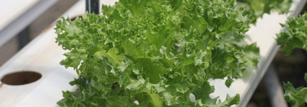 kale hydroponic