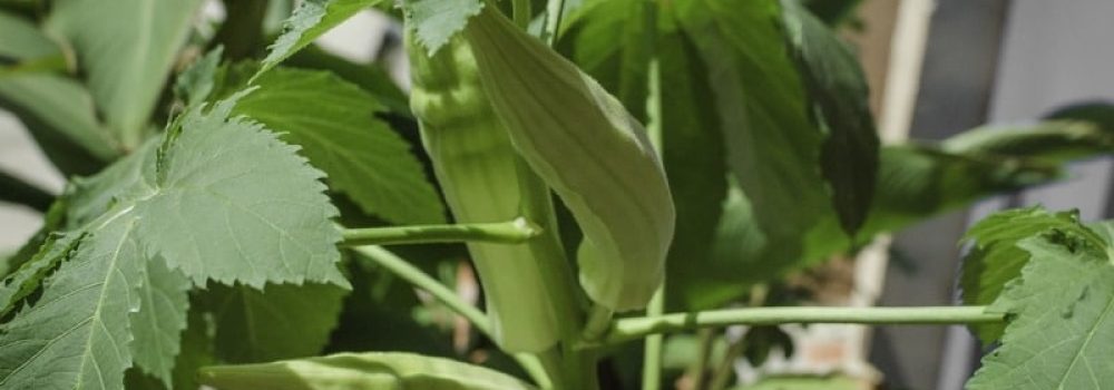 okra hydroponic system