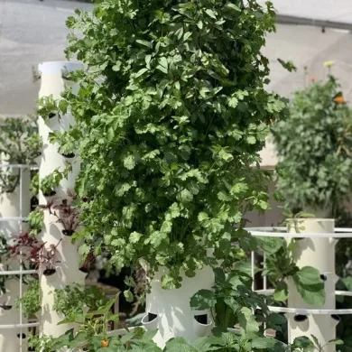 oregano growing on aeroponics tower