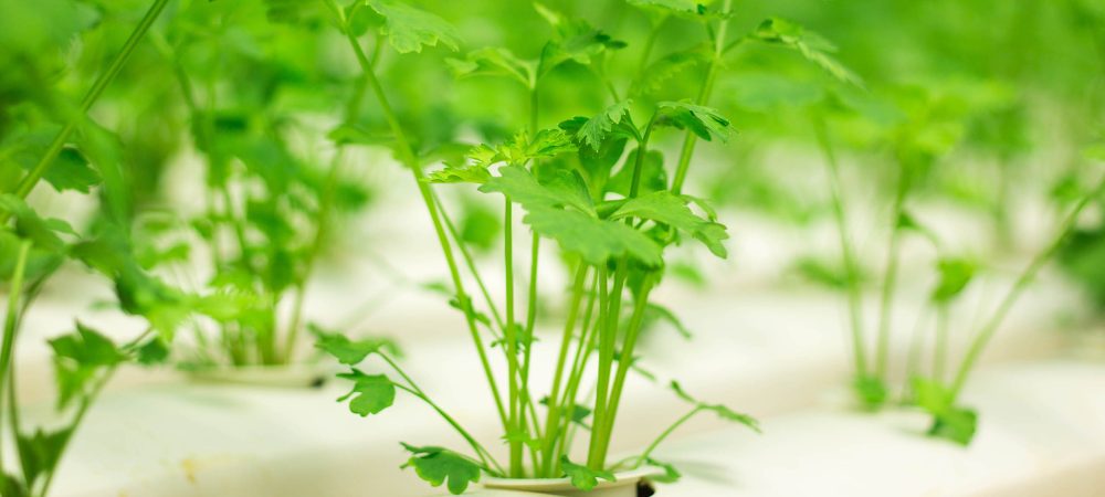 Organic,Hydroponic,Vegetable,Cultivation,Farm,,Coriander