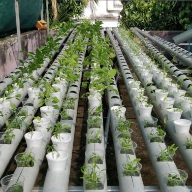 small setup hydroponic